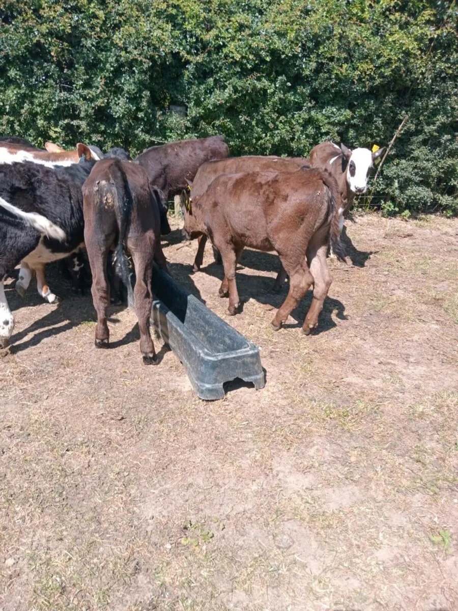 10 reared calves out on grass - Image 4