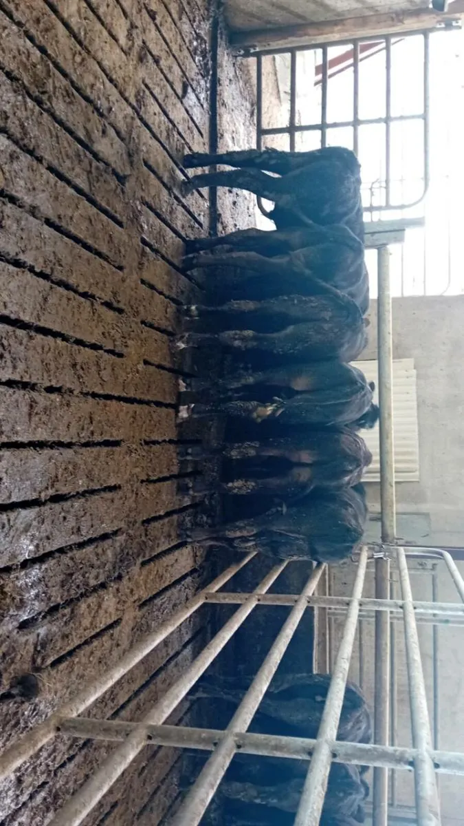 Angus Bull Runners - Image 2