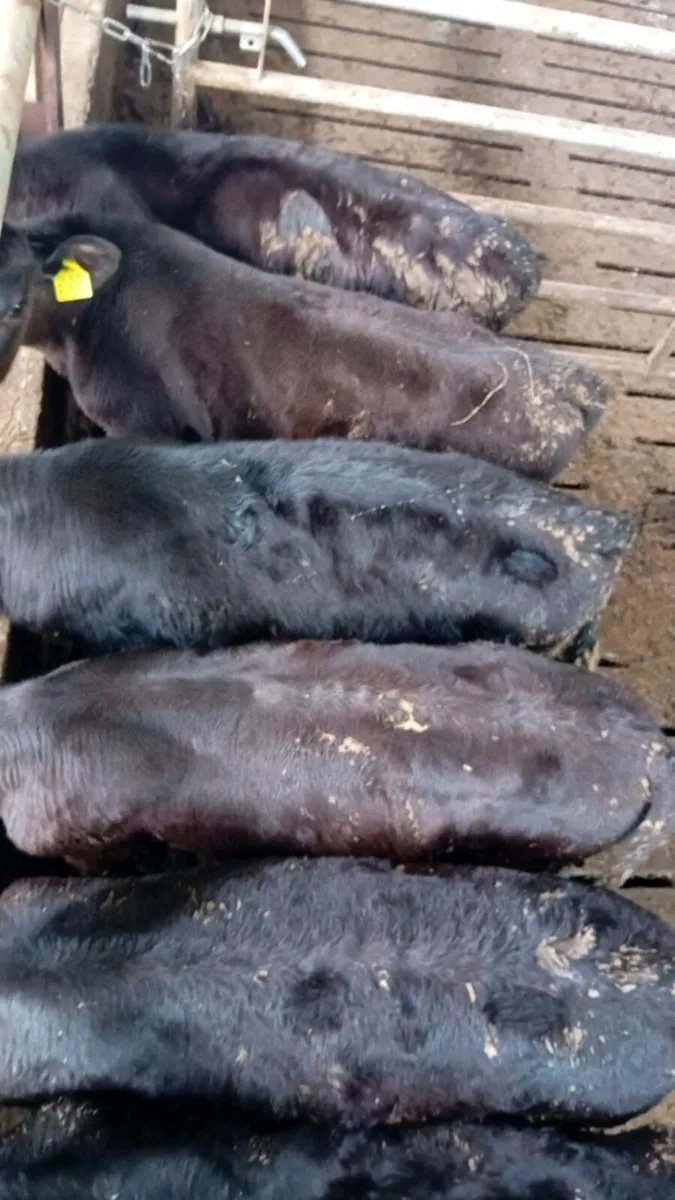 Angus Bull Runners - Image 3