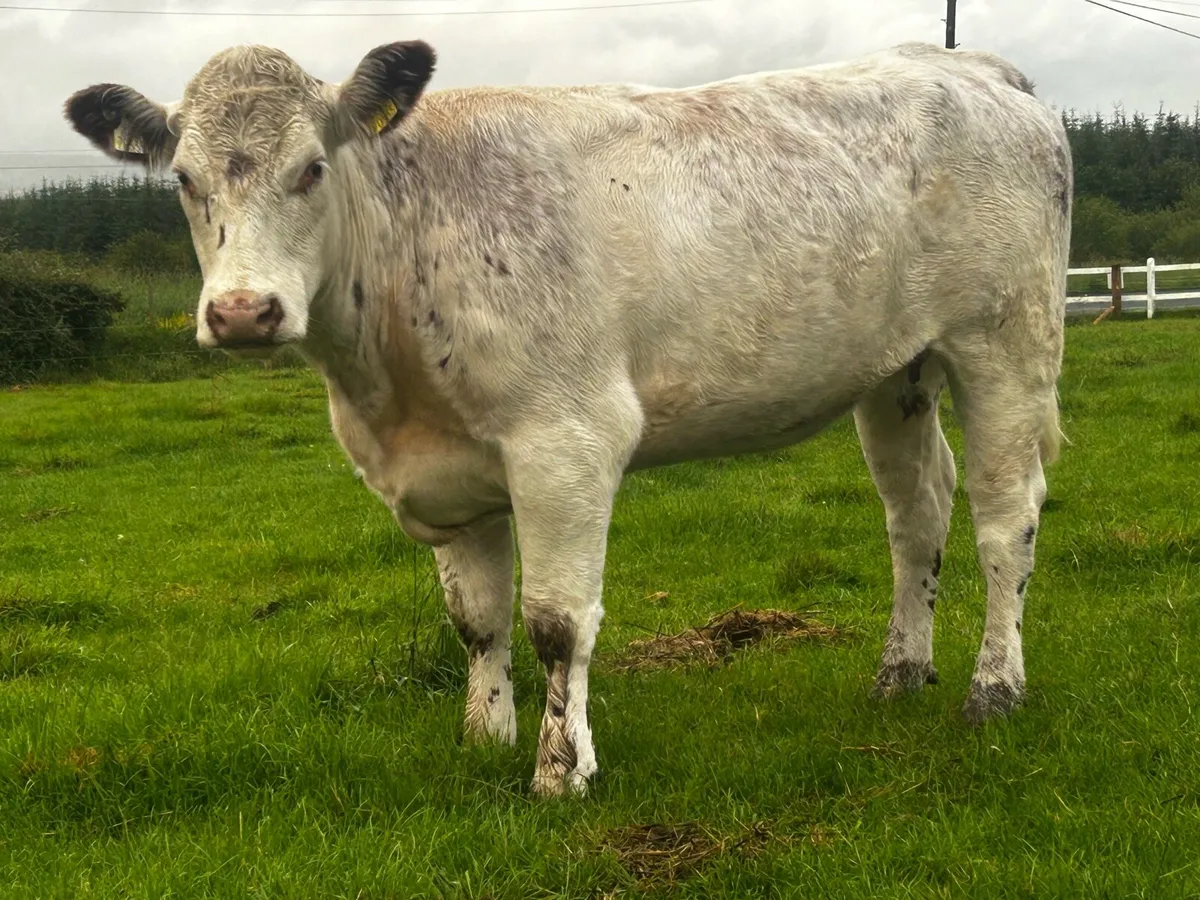 In-Calf Heifer - Image 3