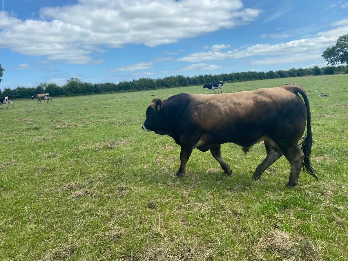 20 month old aubrac bull for sale - Image 4