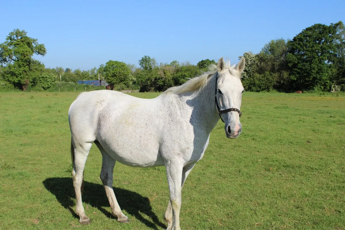 ISH Broodmare - Image 1