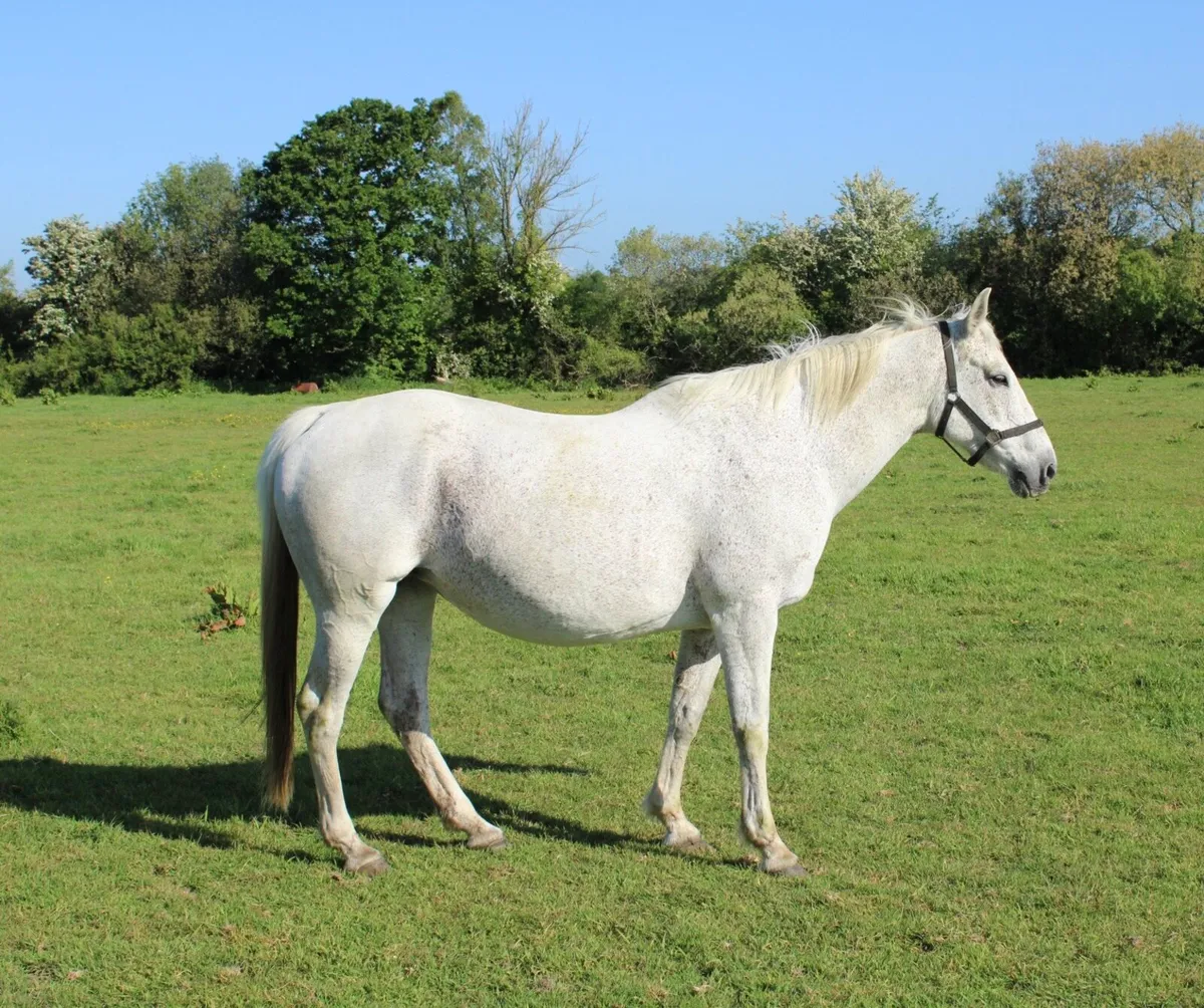ISH Broodmare - Image 2
