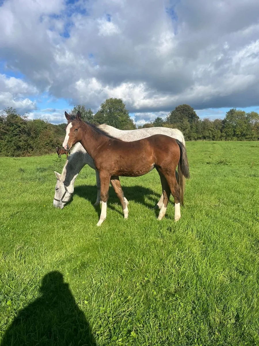 ISH Broodmare - Image 3