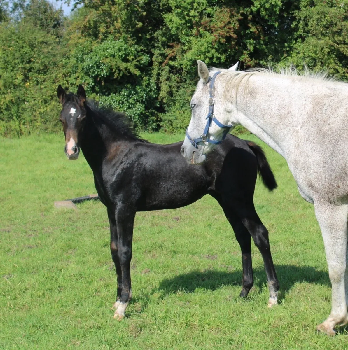 ISH Broodmare - Image 4