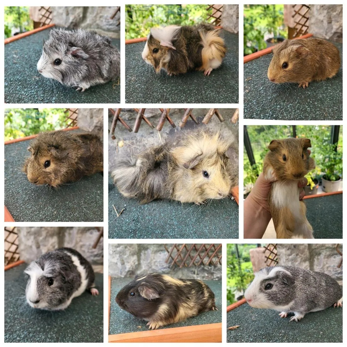 Quality Guinea Pigs for sale - Image 1
