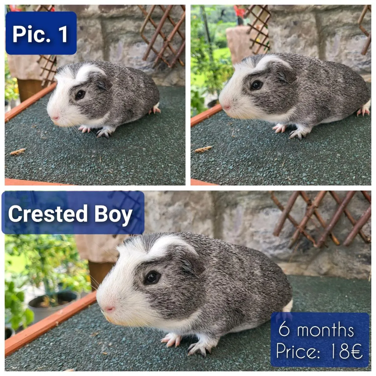 Quality Guinea Pigs for sale - Image 2