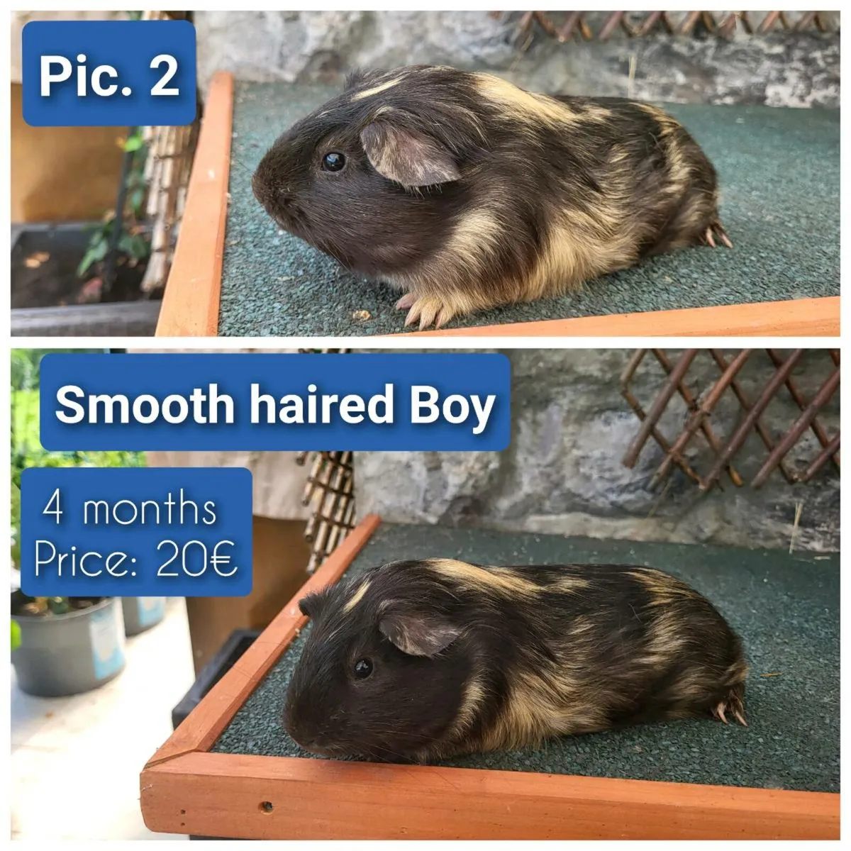 Quality Guinea Pigs for sale - Image 3