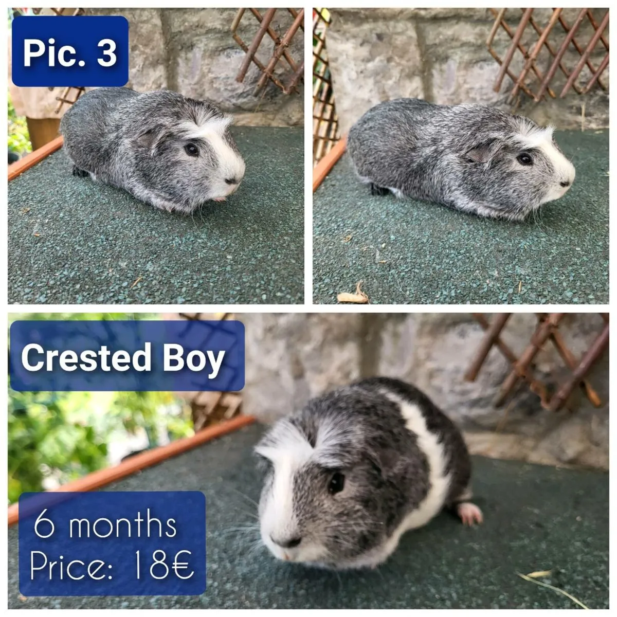 Quality Guinea Pigs for sale - Image 4