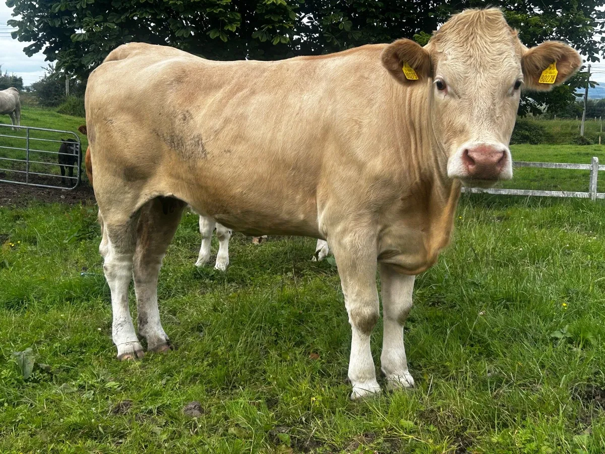 Charolais Springer - Image 1