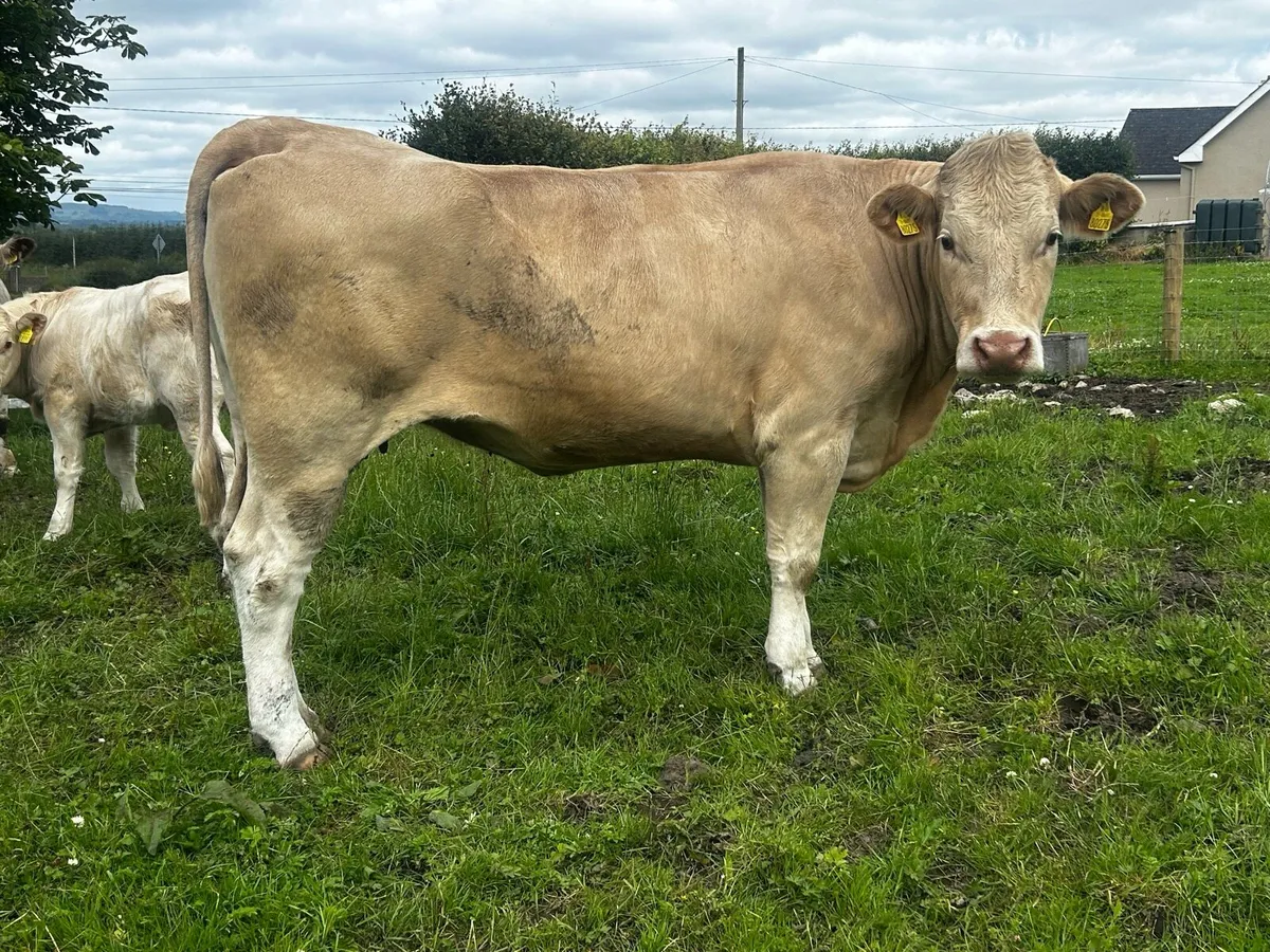 Charolais Springer - Image 2