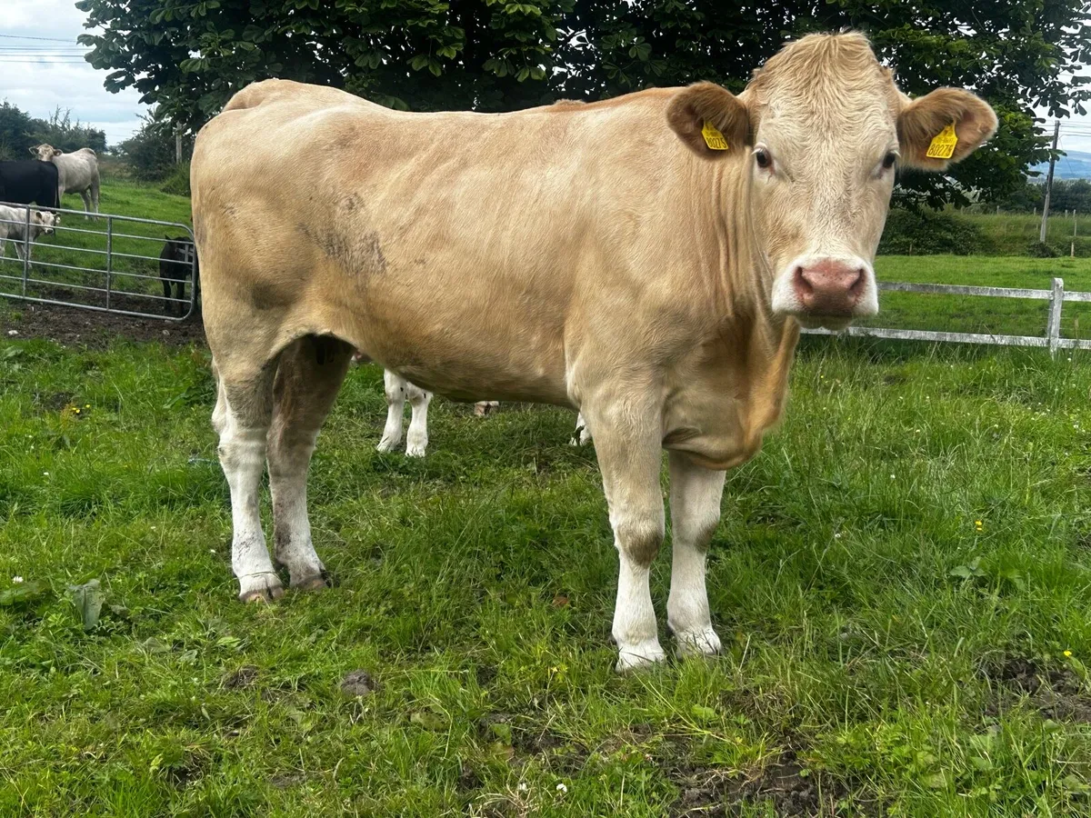 Charolais Springer - Image 3