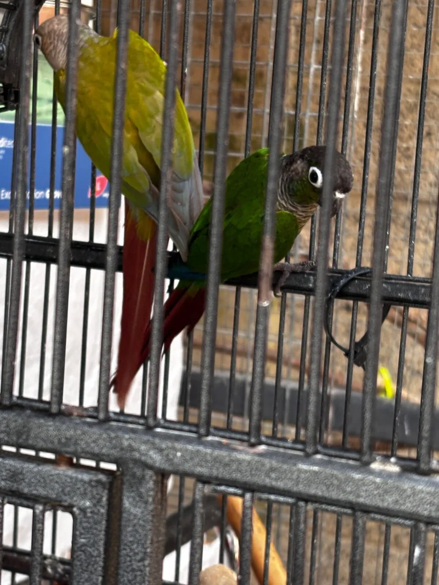 LOOKING FOR HEN CONURE - Image 1
