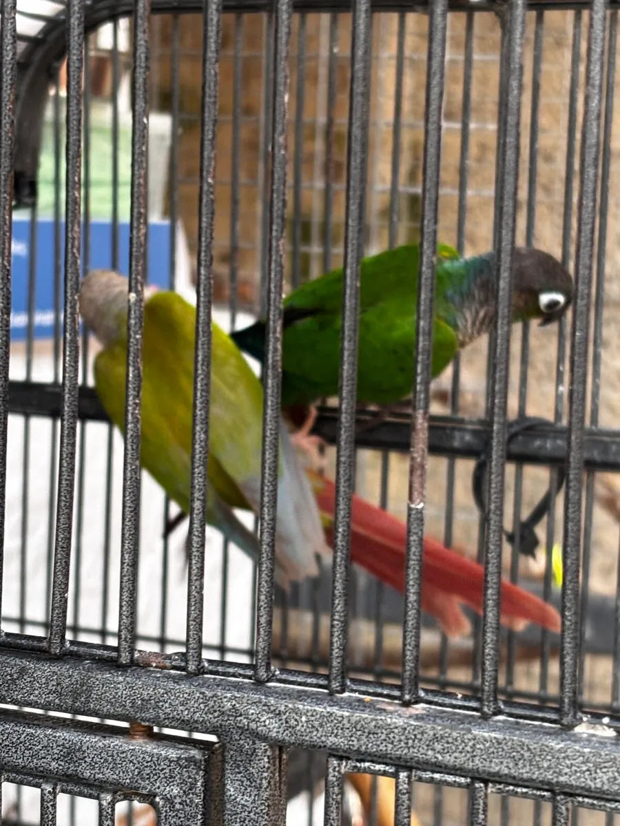 LOOKING FOR HEN CONURE - Image 2