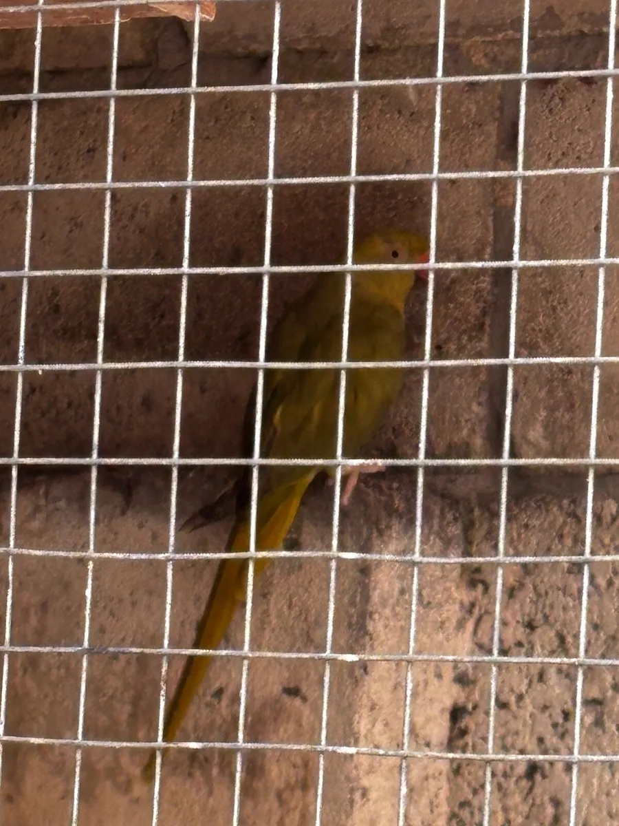 LOOKING FOR HEN CONURE - Image 3