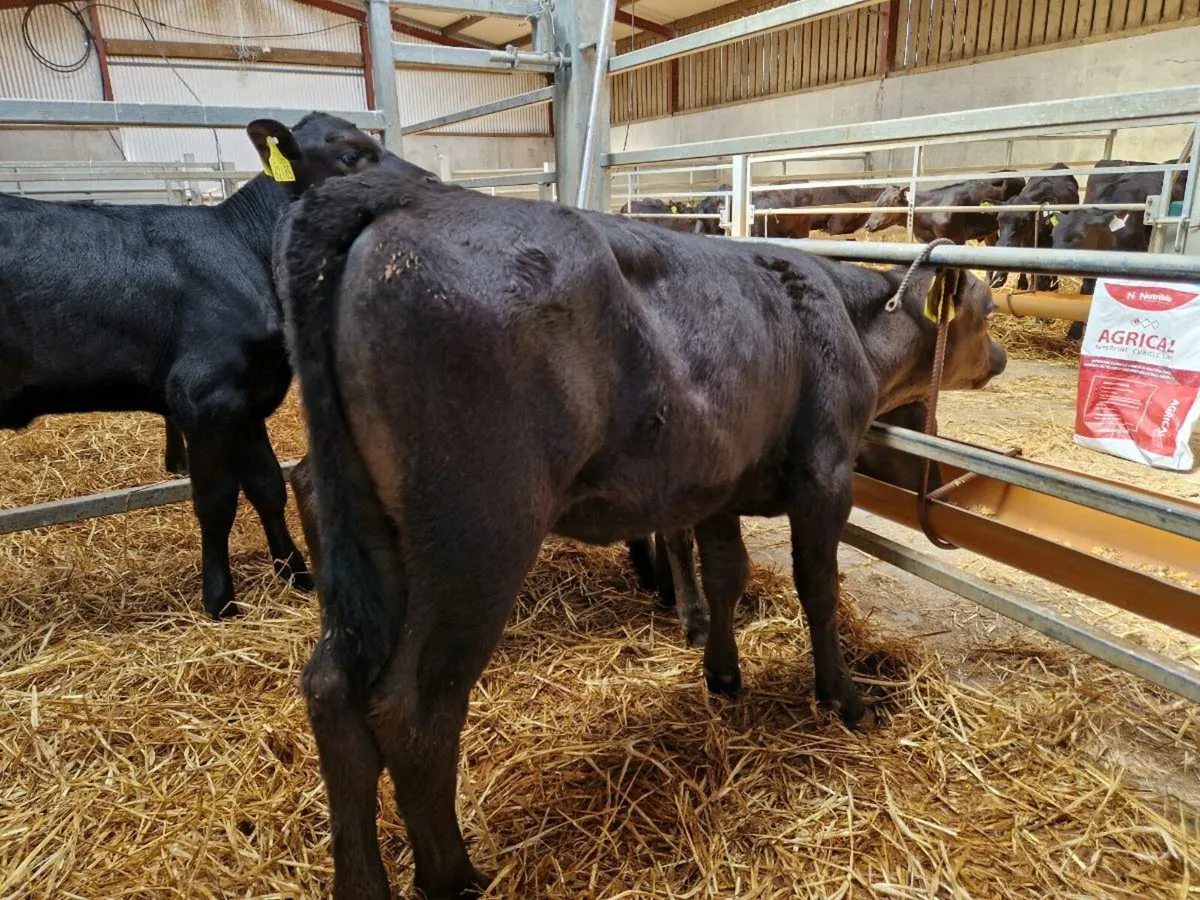 Angus Calves - Image 1