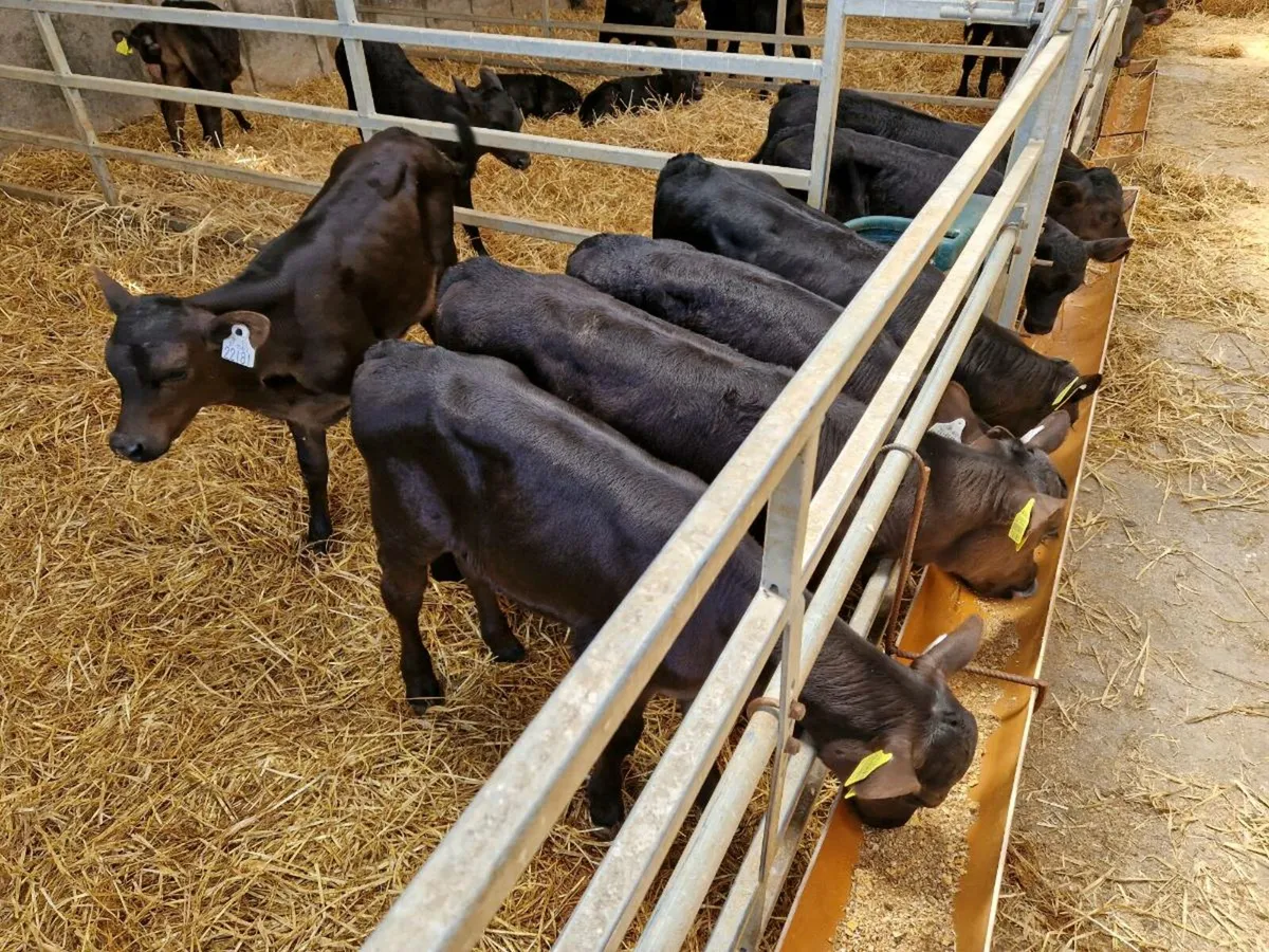 Angus Calves - Image 2