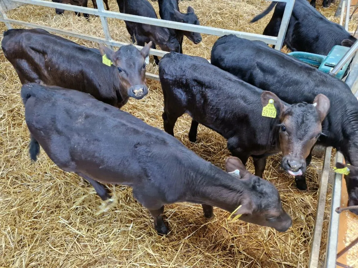 Angus Calves - Image 3
