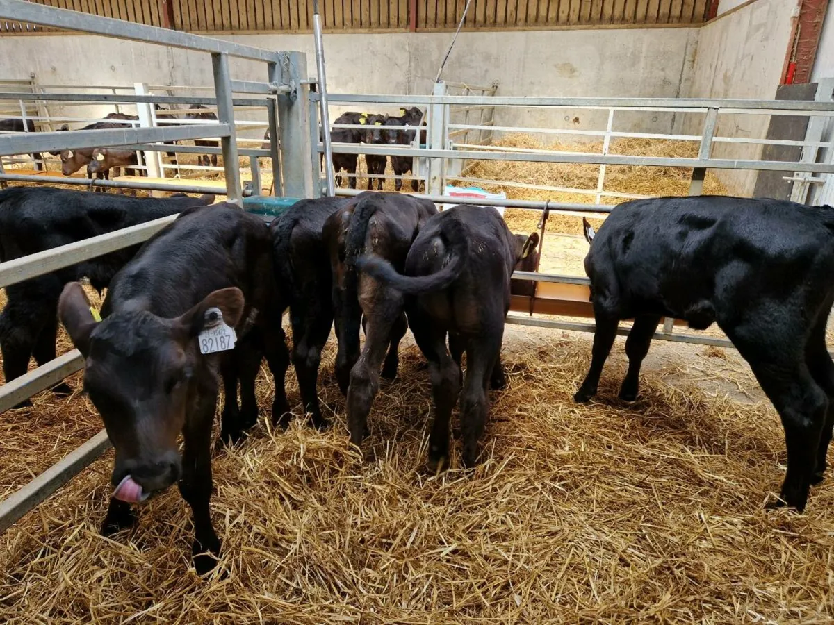Angus Calves - Image 4