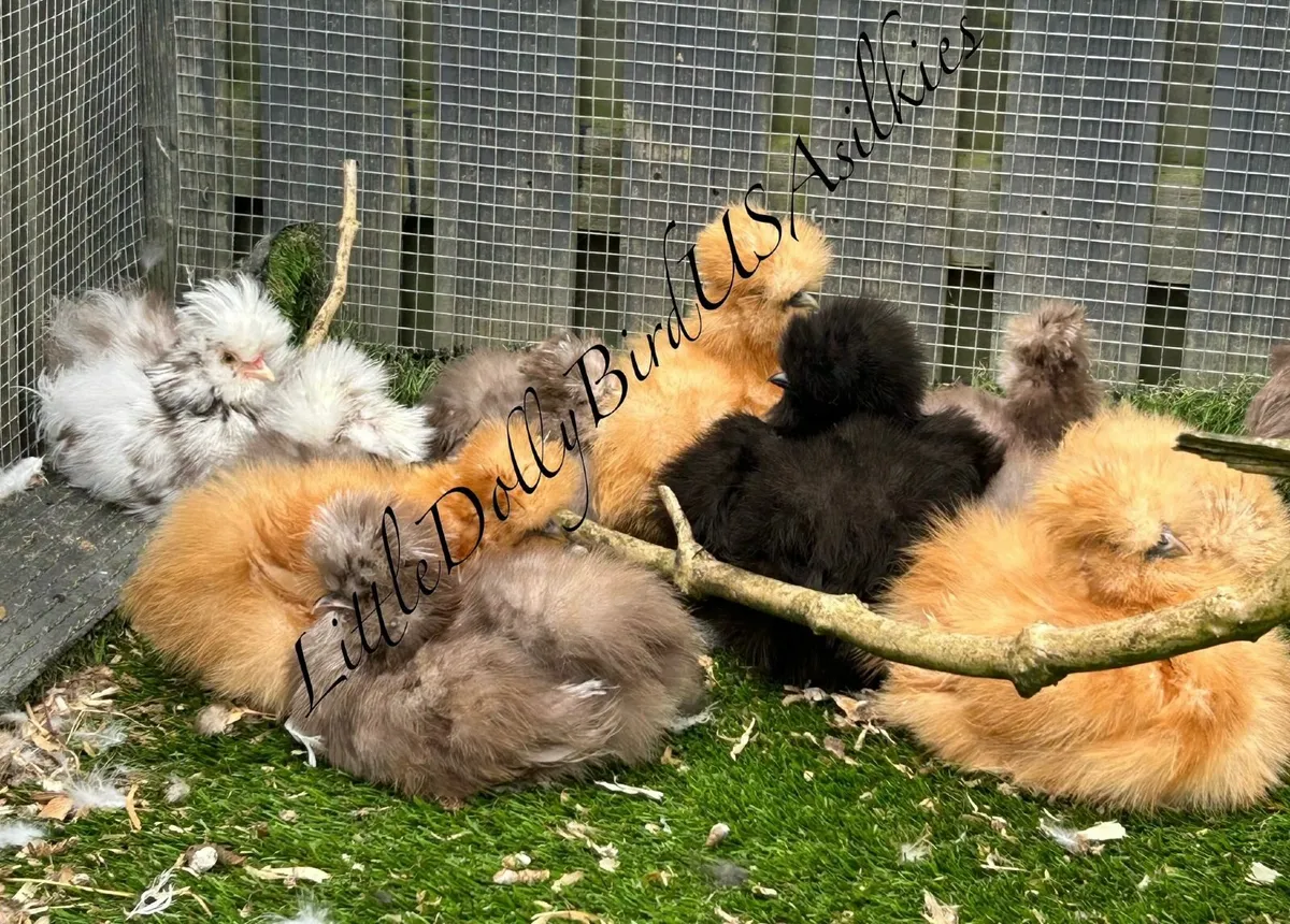 USA silkies - Image 2