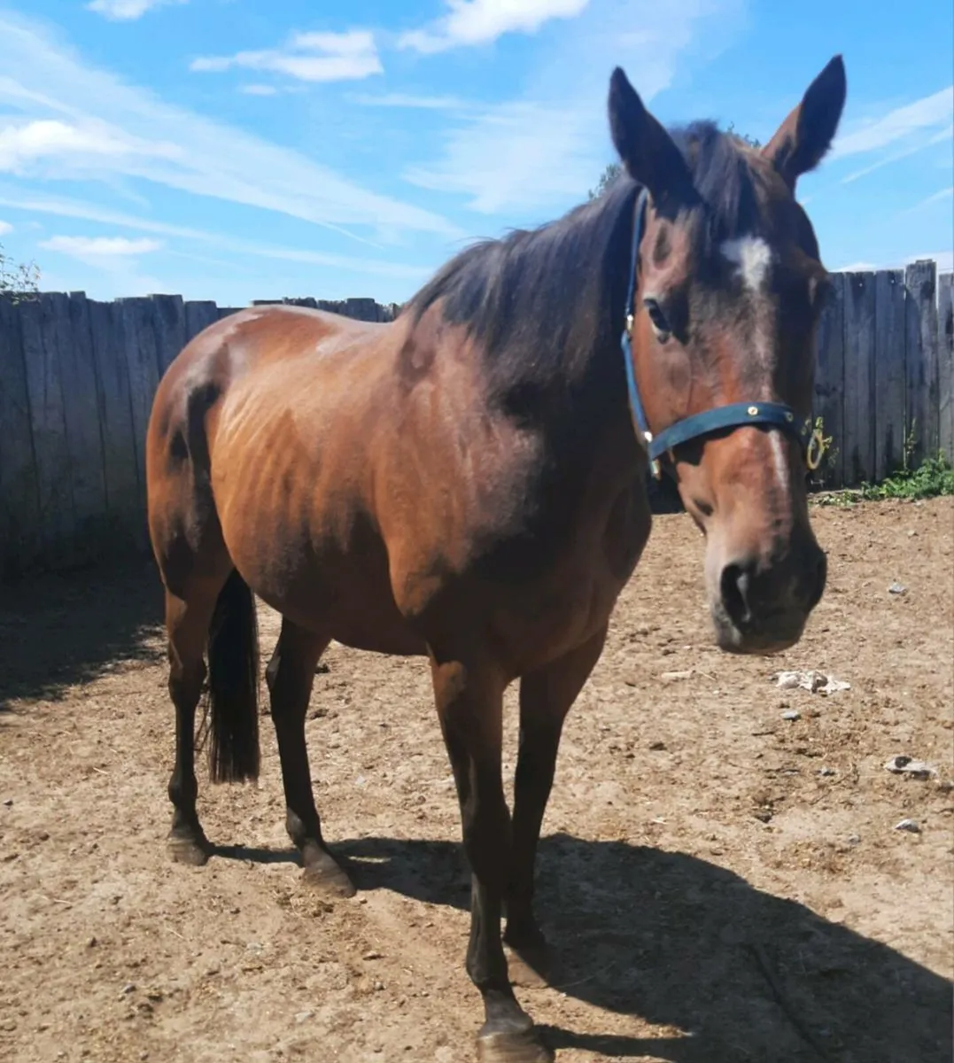 Thoroughbred mare in foal to palomino cob - Image 2