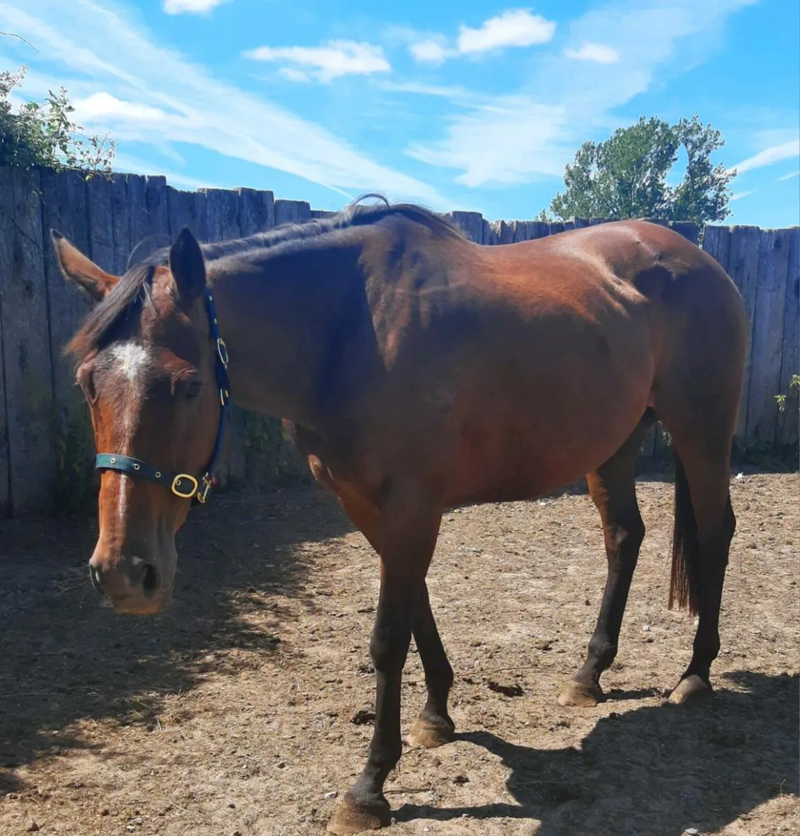 Thoroughbred mare in foal to palomino cob - Image 1