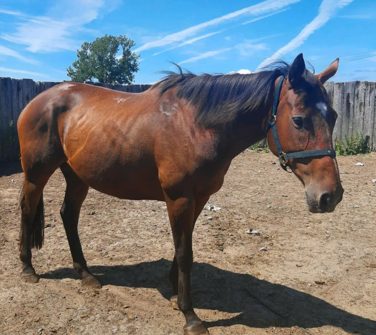 Thoroughbred mare in foal to palomino cob - Image 3