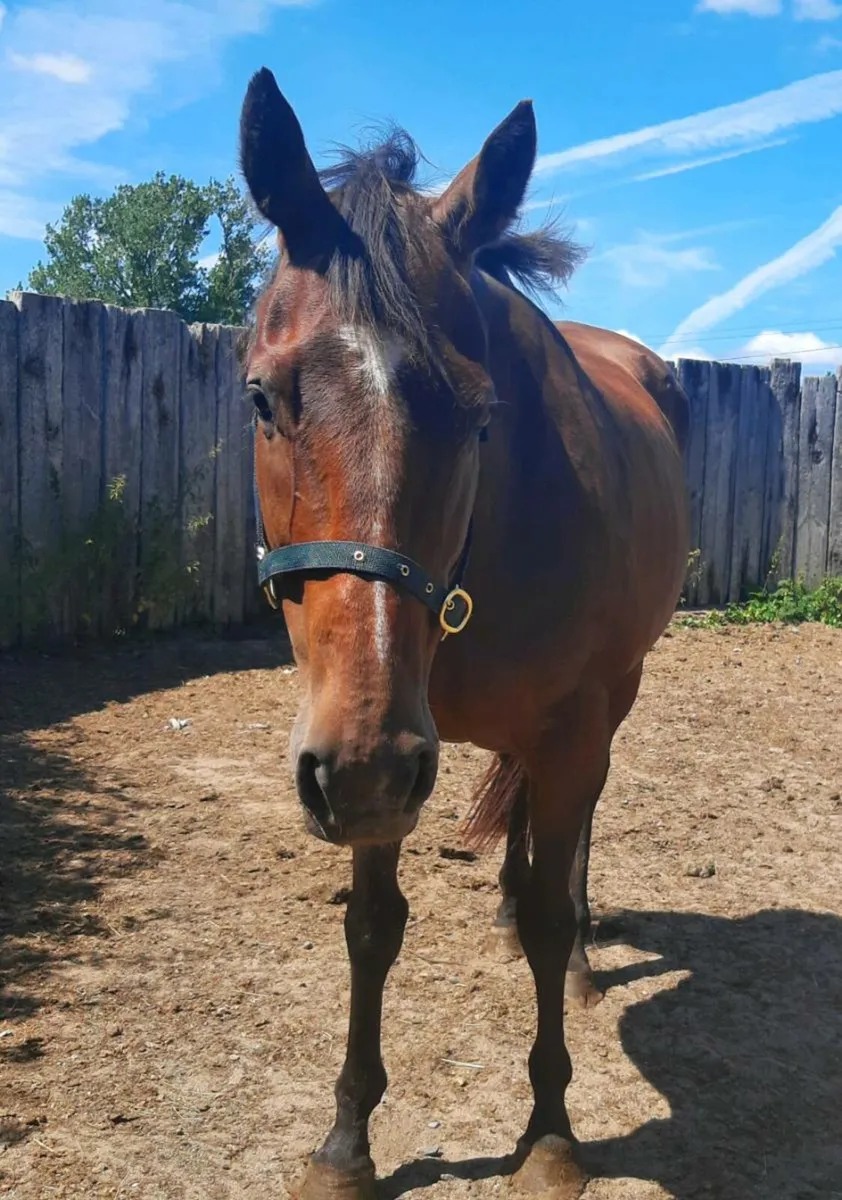 Thoroughbred mare in foal to palomino cob - Image 4