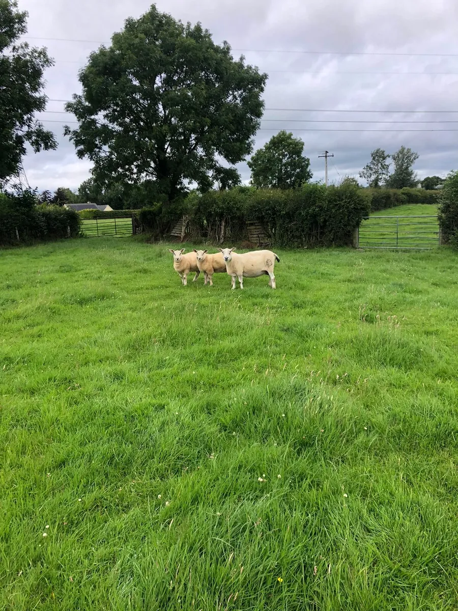 Ewe Lambs - Image 1