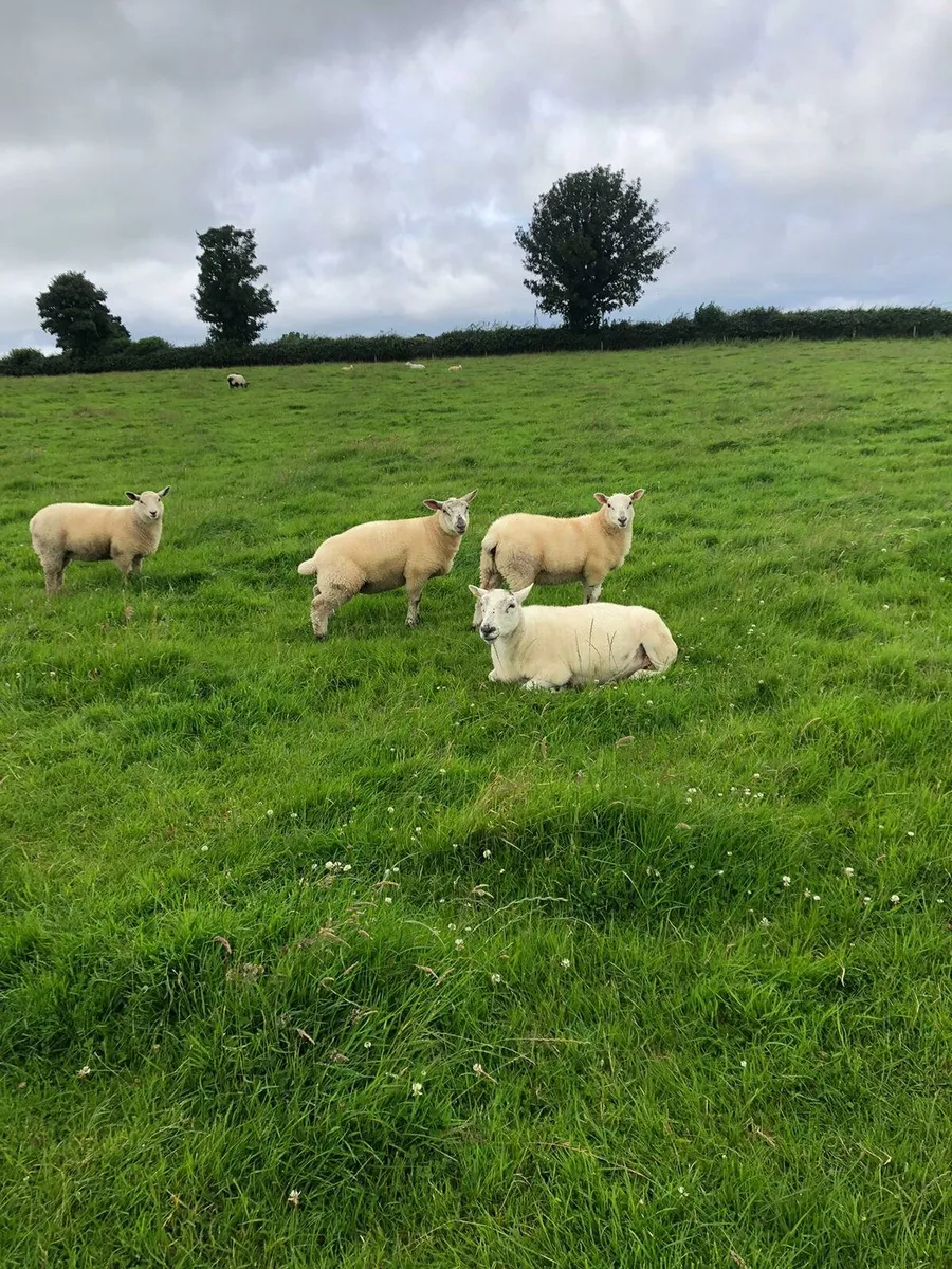 Ewe Lambs - Image 2