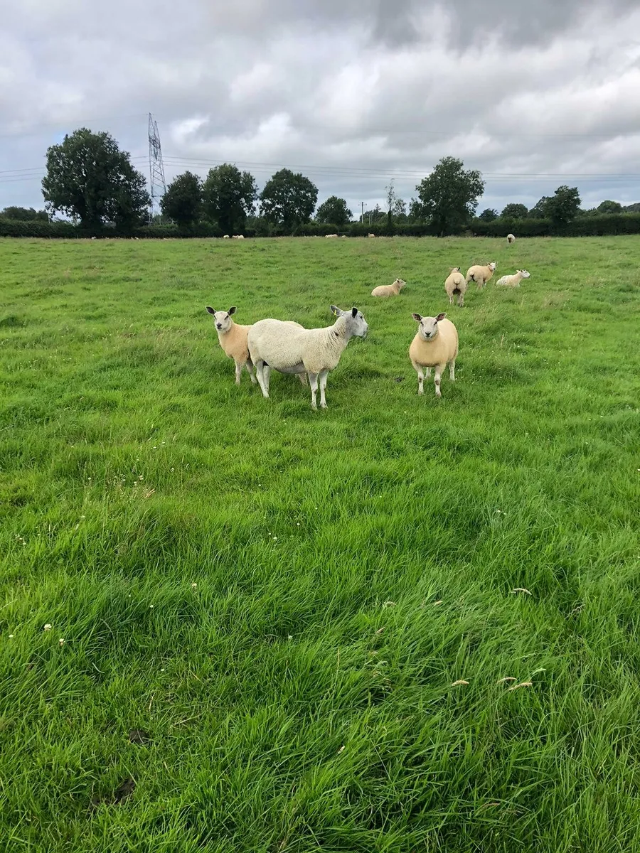 Ewe Lambs - Image 3