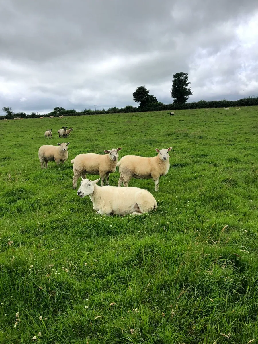 Ewe Lambs - Image 4