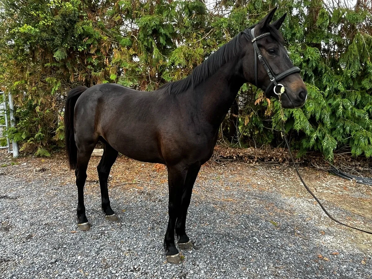 Quality 3yo event bred Gelding - Image 1