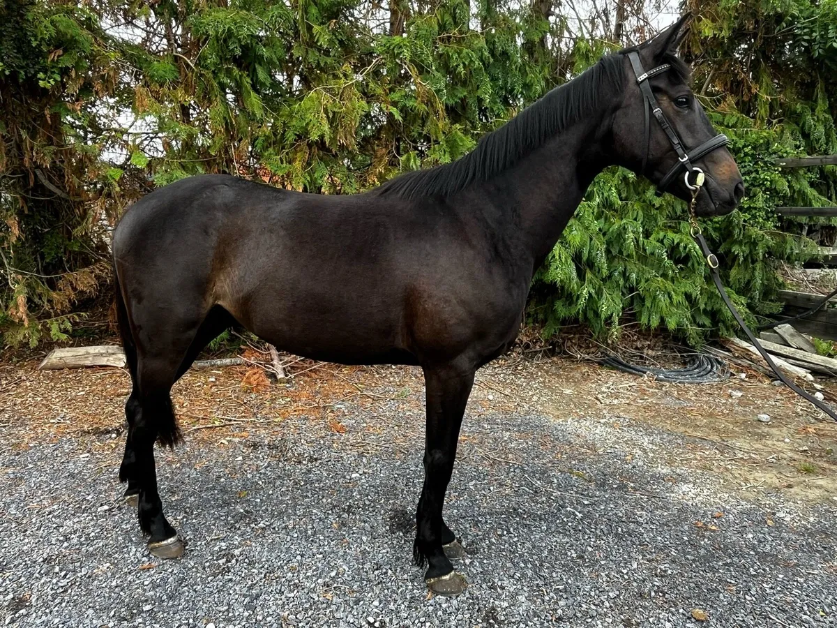 Quality 3yo event bred Gelding - Image 2