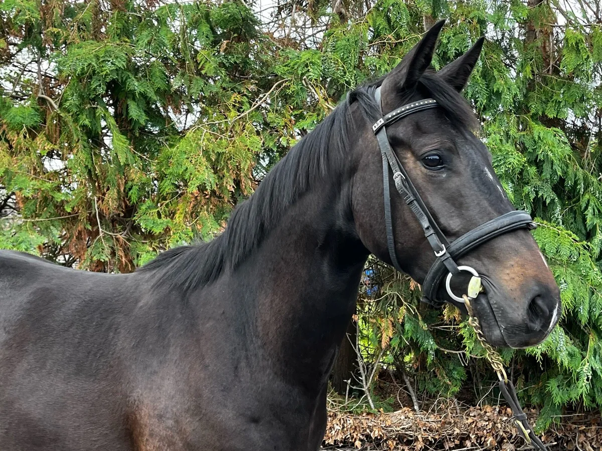 Quality 3yo event bred Gelding - Image 3