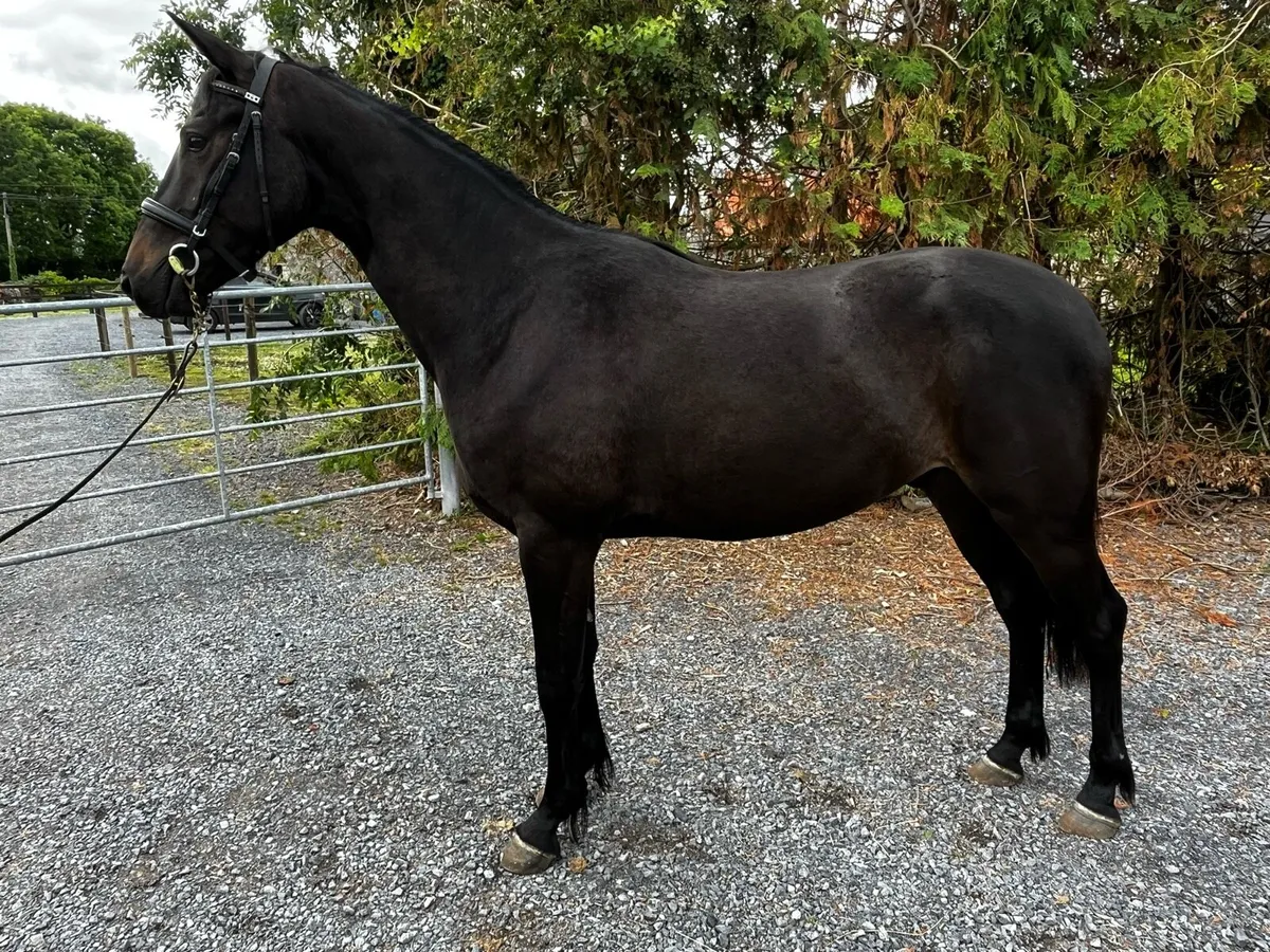 Quality 3yo event bred Gelding - Image 4