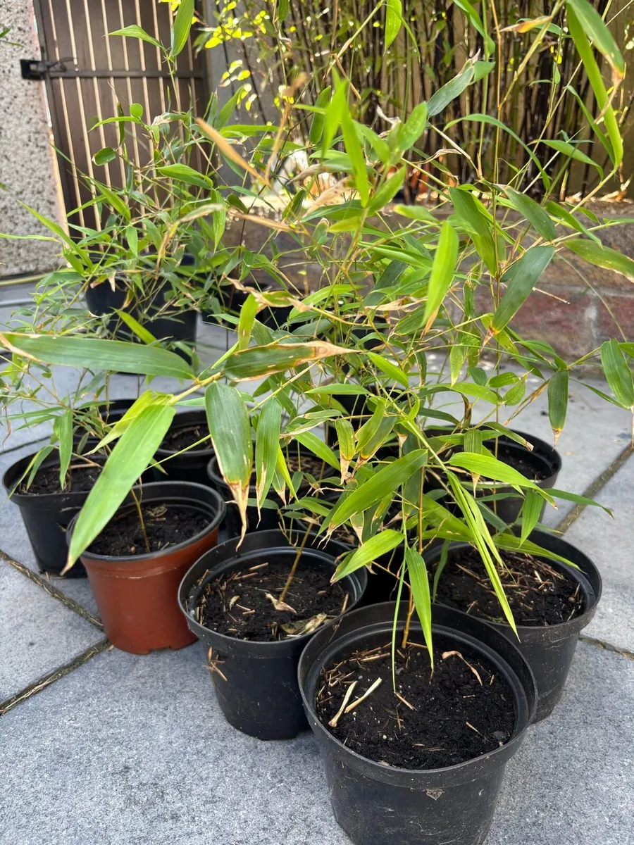 Bamboo plants - Image 1