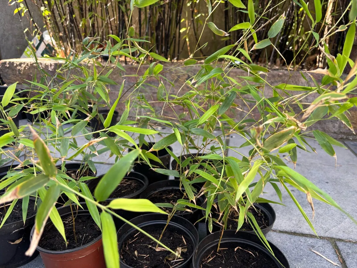 Bamboo plants - Image 2