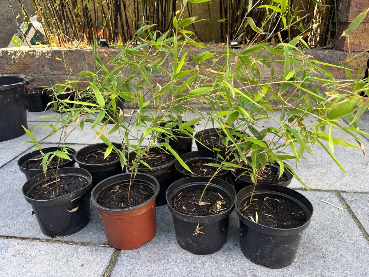 Bamboo plants - Image 3