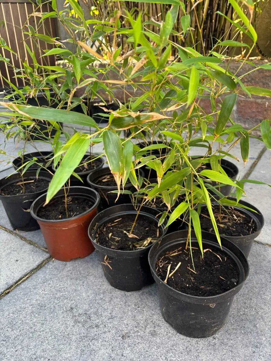 Bamboo plants - Image 4