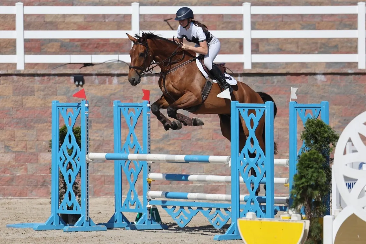 Straight forward 1.30 showjumper - Image 2