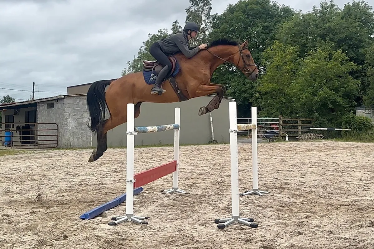 Straight forward 1.30 showjumper - Image 1