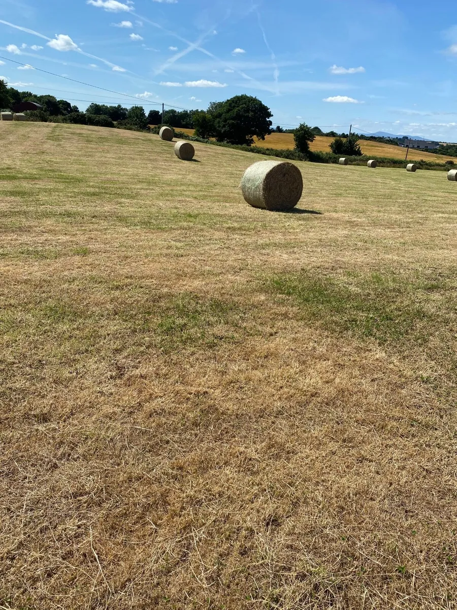 2025 hay - Image 1