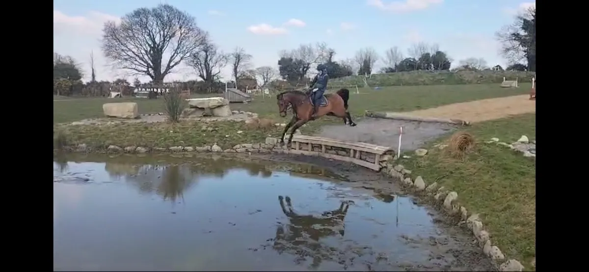 Straight forward 1.30 showjumper - Image 3