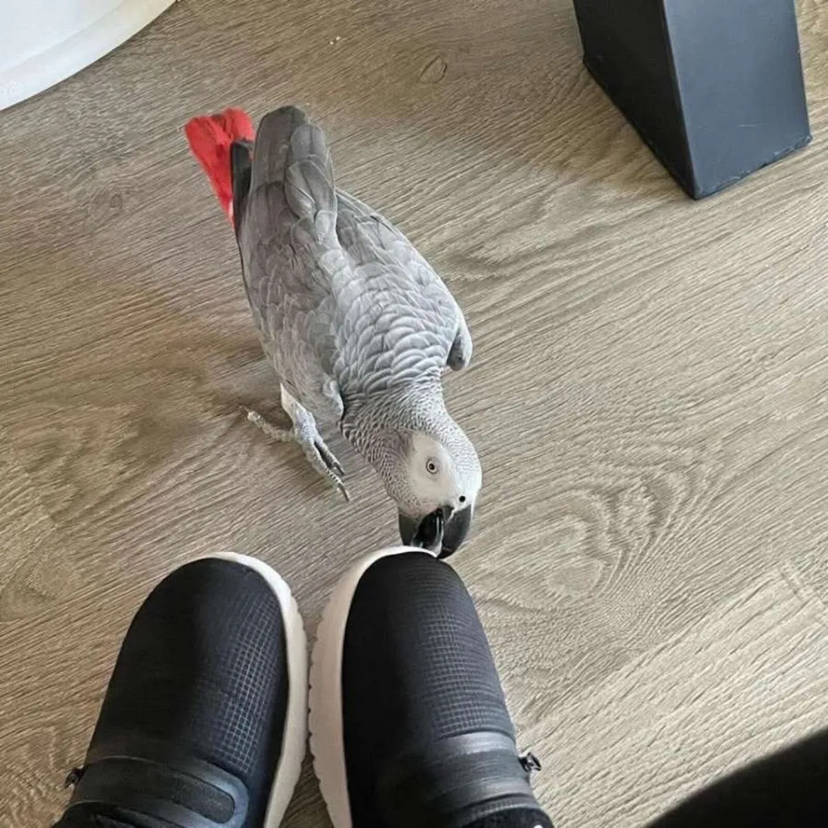 Jambon my Africa grey parrot - Image 1