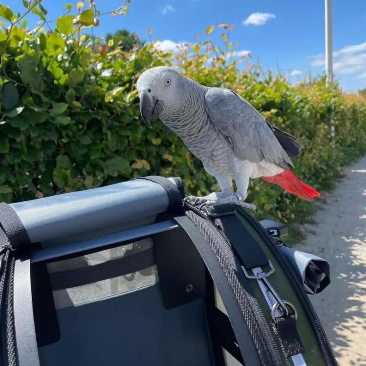 Jambon my Africa grey parrot - Image 2