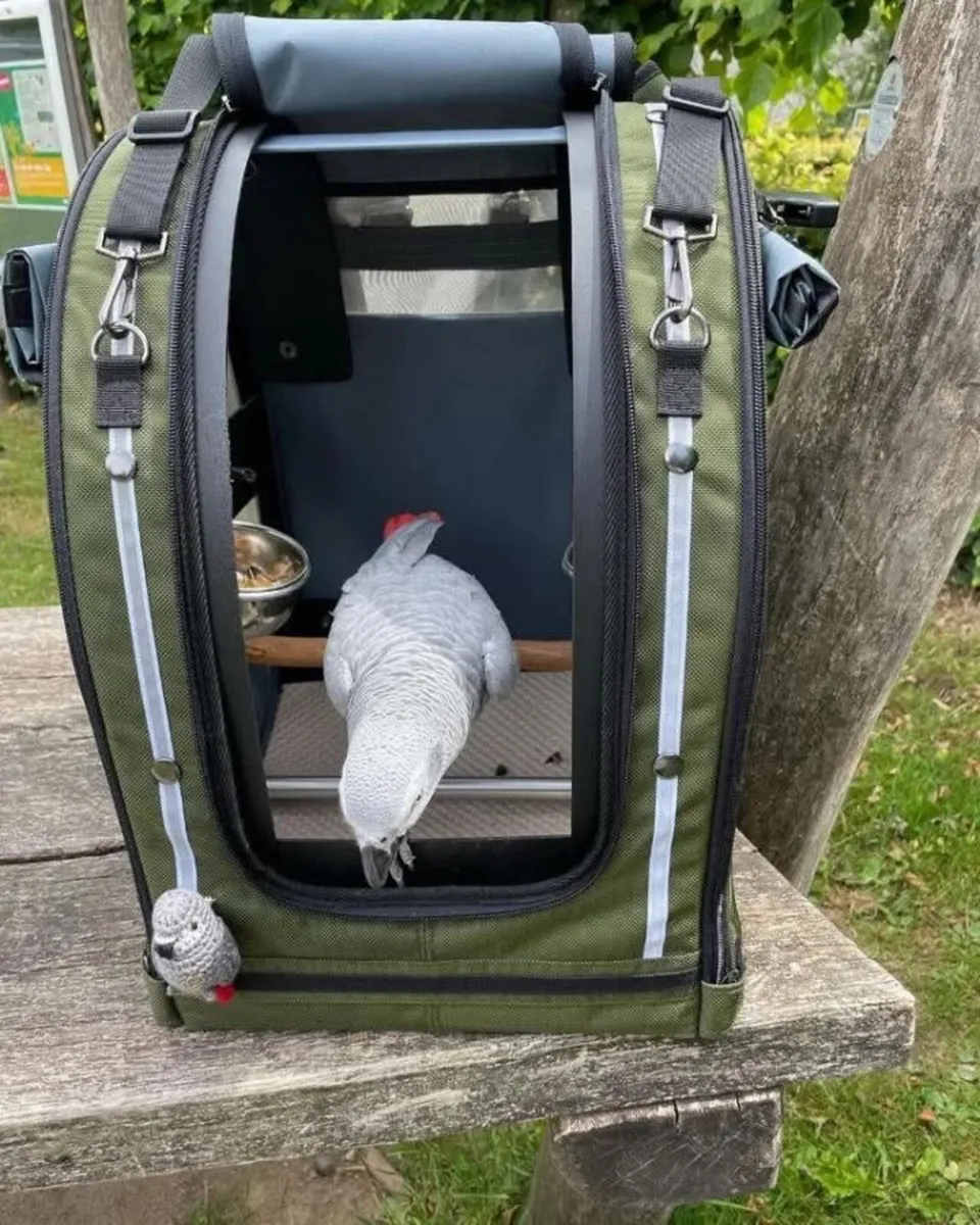 Jambon my Africa grey parrot - Image 3