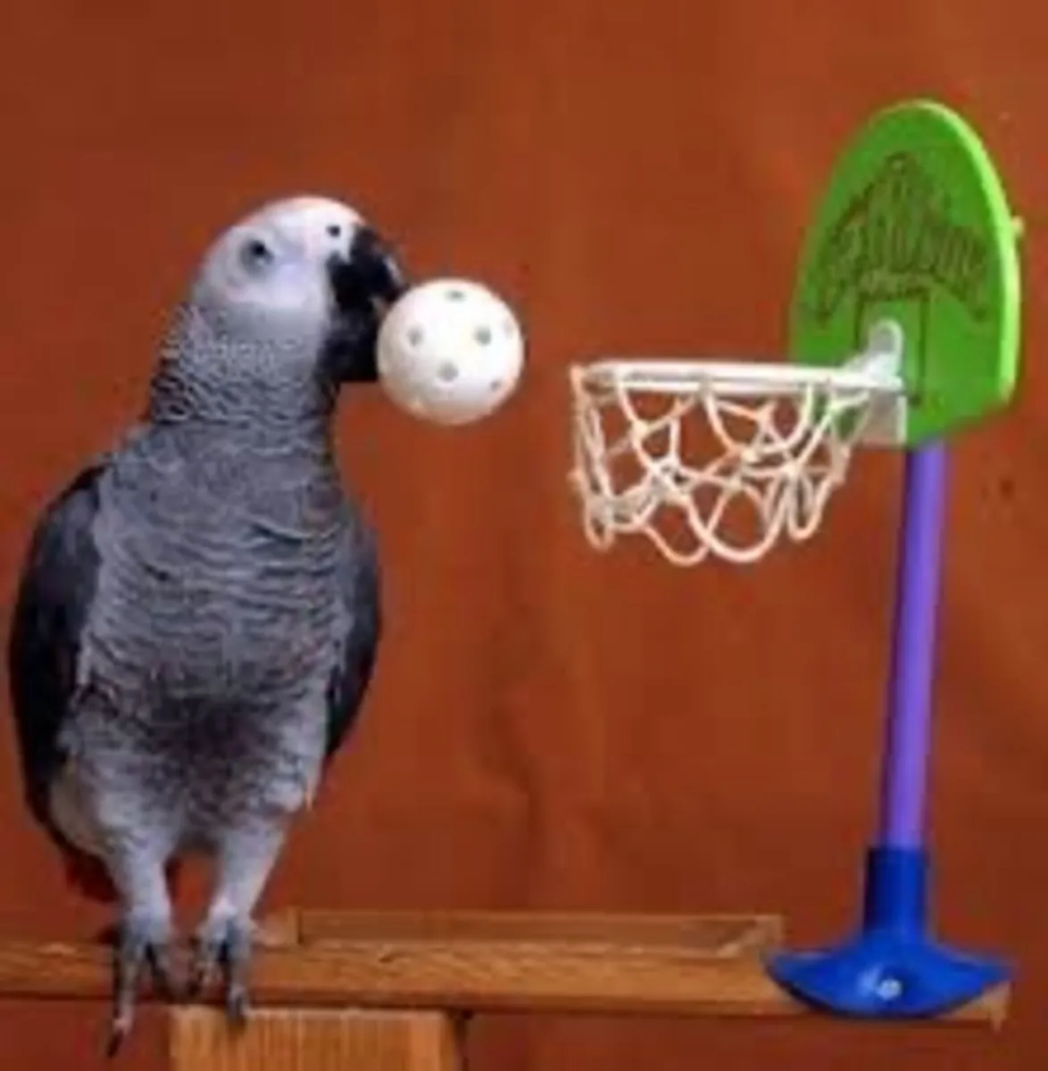Jambon my Africa grey parrot - Image 4
