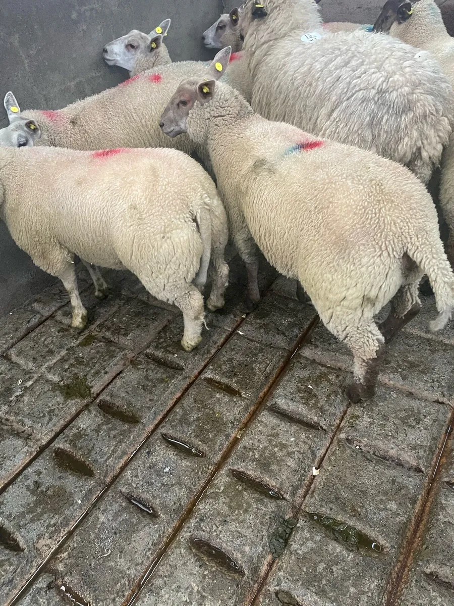 Beltex ewe lambs - Image 1