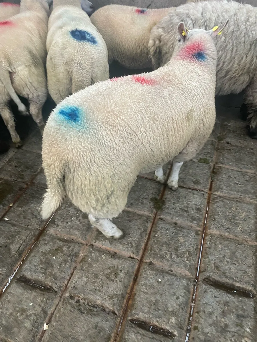 Beltex ewe lambs - Image 2